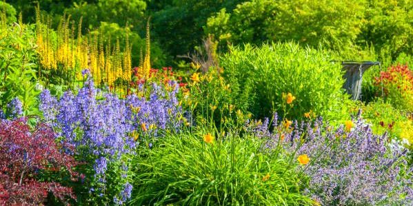 60 Best Types of Flowers You Should Have in Your Garden